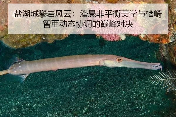 盐湖城攀岩风云：潘愚非平衡美学与楢崎智亜动态协调的巅峰对决